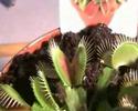 Venus flytrap eating a spider