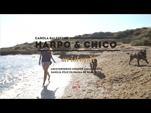 HARPO, CHICO&CAROLA BALEZTENA | VPET DE VODAFONE