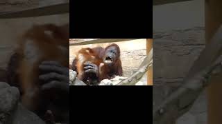 Orangutan Mother Playing With Juvenile.