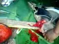 Obogooge- Goat slaughtering to prepare soup in Kuria. Uploaded by Rick Maseke Fred