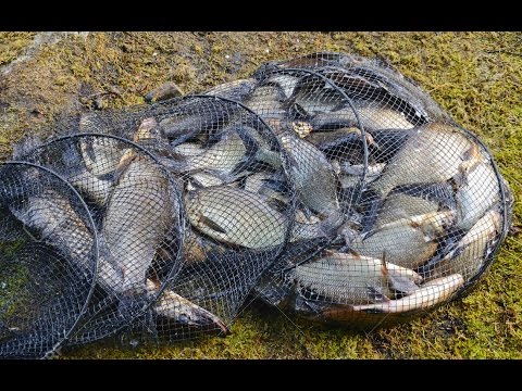 уловистая прикормка для карася уловистая прикормка для карася