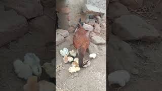 My Chunchuna Is First Day