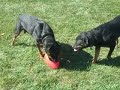 My rottie, Tex and his new toy, the Jolly Pet Jolly Egg