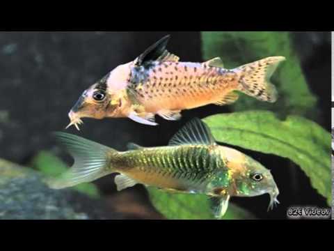Header of African Jewelfish