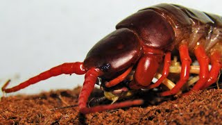 Giant Centipede Scolopendra Subspinipes - Hunting & Feeding