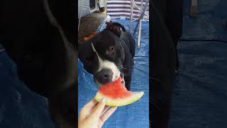 Staffordshire Bull Terrier