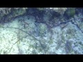 Formentera bajo el agua 2012!