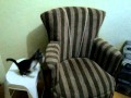 Gatinho com pilha Duracell