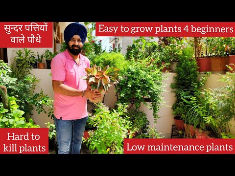 Top 10 hard to kill houseplants names, easy to grow plants, zero maintenance plants, leafy plants