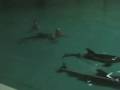 Редкий глубинный контакт с дельфинами