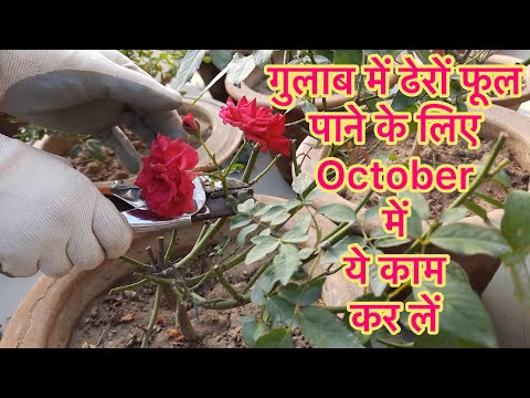 गुलाब के पौधे में ज़्यादा फूल पाने के लिए October में ये काम ज़रूर करे || October work in Rose plant