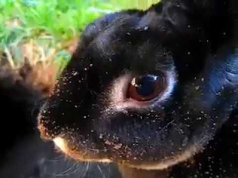 Howard's Big Dig
