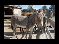 Zebra Bred with Horse & Donkey (Zorse & Zonkey)