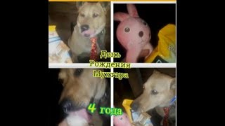 День Рождения Собаки Мухтара!!!🐕‍🦺🐕‍🦺 4 Года!!!👍🦴🐕🎁