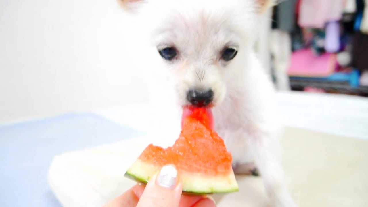 pomeranian watermelon pomeranian x chihuahua watermelon pomeranian watermelon pomeranian x chihuahua watermelon