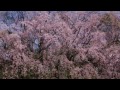 六義園〜しだれ桜〜2012年