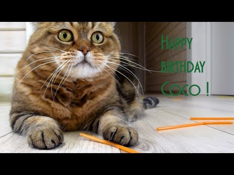 The best funny kitten, mom cat, cute cat , Happy birthday Coco!