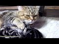 The best funny kitten, mom cat, cute cat , Happy birthday Coco!