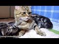 The best funny kitten, mom cat, cute cat , Happy birthday Coco!