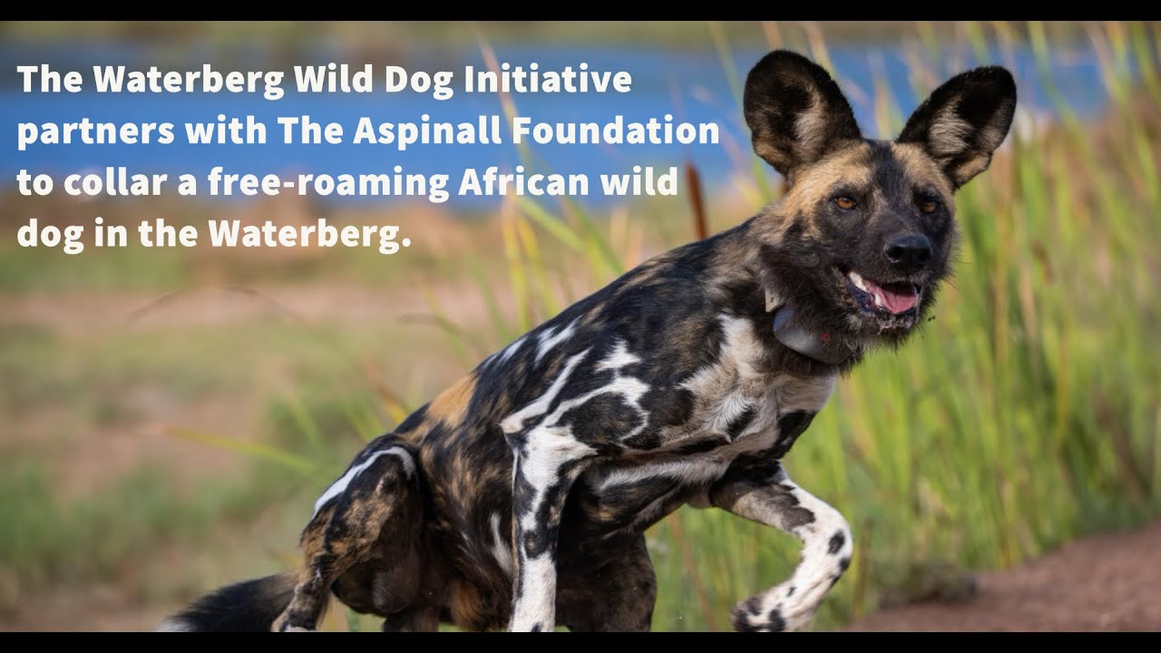 WWDI Partners With The Aspinall Foundation