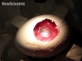 Cracked egg shows chicken develop on drugs