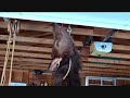 Deer Lodge MT video: Montana Elk Hunt,Deerlodge-Beaverhead County,. Anaconda area