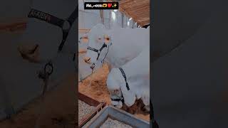 Mashallah Qurbani 2025 Northern Byp Mandi Habibi Kajla Tamba