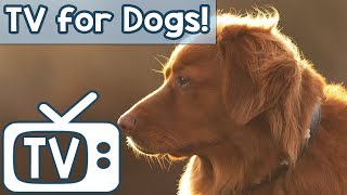 TV for Dogs: The BEST Dog TV to Help Calm Your Dog! Soothing Squirrels And Birds in Nature Footage!