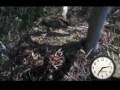 Australian sea eagles Nov 2 afternoon meal for S2.wmv