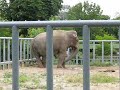 Video Слон