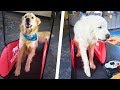 DOGS TRY TREADMILL FOR THE FIRST TIME - Super Cooper Sunday #190