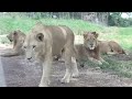 Lion opens car door