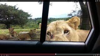 En medio de un safari, un león abrió la puerta del auto de una familia