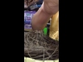 Cara Suap Anak Burung Lovebird images Cara Suap Anak Burung Lovebird