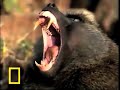Gang Flamingo Versus Team Baboon - NEVER SEEN BEFORE (original narration by Randall)