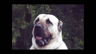 Boz Kennel World Brand