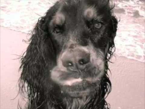 ugly cats!!! dog lang syne ugly dogs and cats. ugly cats!!! dog lang syne