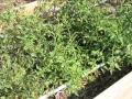 Possum Creek Knifeworks - Midweek Update - Tomato Plants!