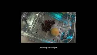 Room Temperature Fruit Preservation Systemvideo