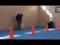 King (Siberian Husky) Trained Dog Video - Boot Camp for dogs