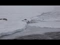 Flying emperor penguins in Antarctica