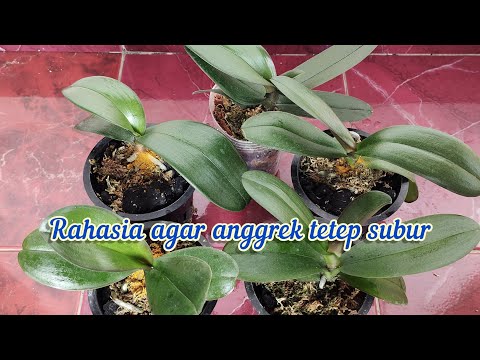 pupuk organik cair dari bawang putih// bikin anggrek subur dan rajin berbunga.