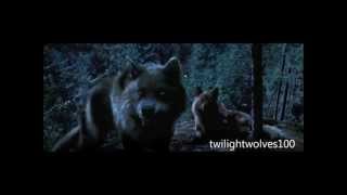 New Wolf Scenes Twilight 2-4.1 Scenes Hd.wmv