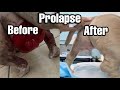 Vaginal Prolapse fix in dogs!