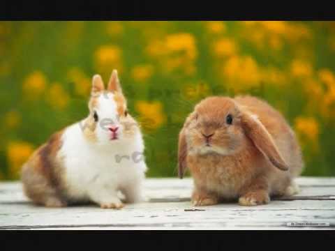 Let's Pretend We're Bunny Rabbits Video