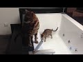 Bengalen