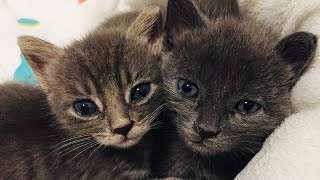 2 Minutes of Cute 3 Week Old_"Stranger Things" Litter
