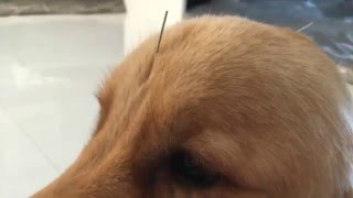 LUNA, 10 MESES, GOLDEN, DISPLASIA COXOFEMURAL SEVERA, VET TERAPIAS