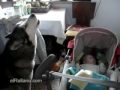 Wolf dog sings to a baby to stop his cry