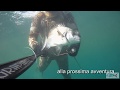 Pescasub : Sarago Maggiore Santa Marinella - Graphite 99 C4 - Claudio Basili